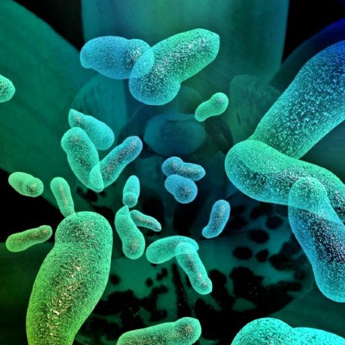 Лизат Пропионовокислых бактерий жидкий    